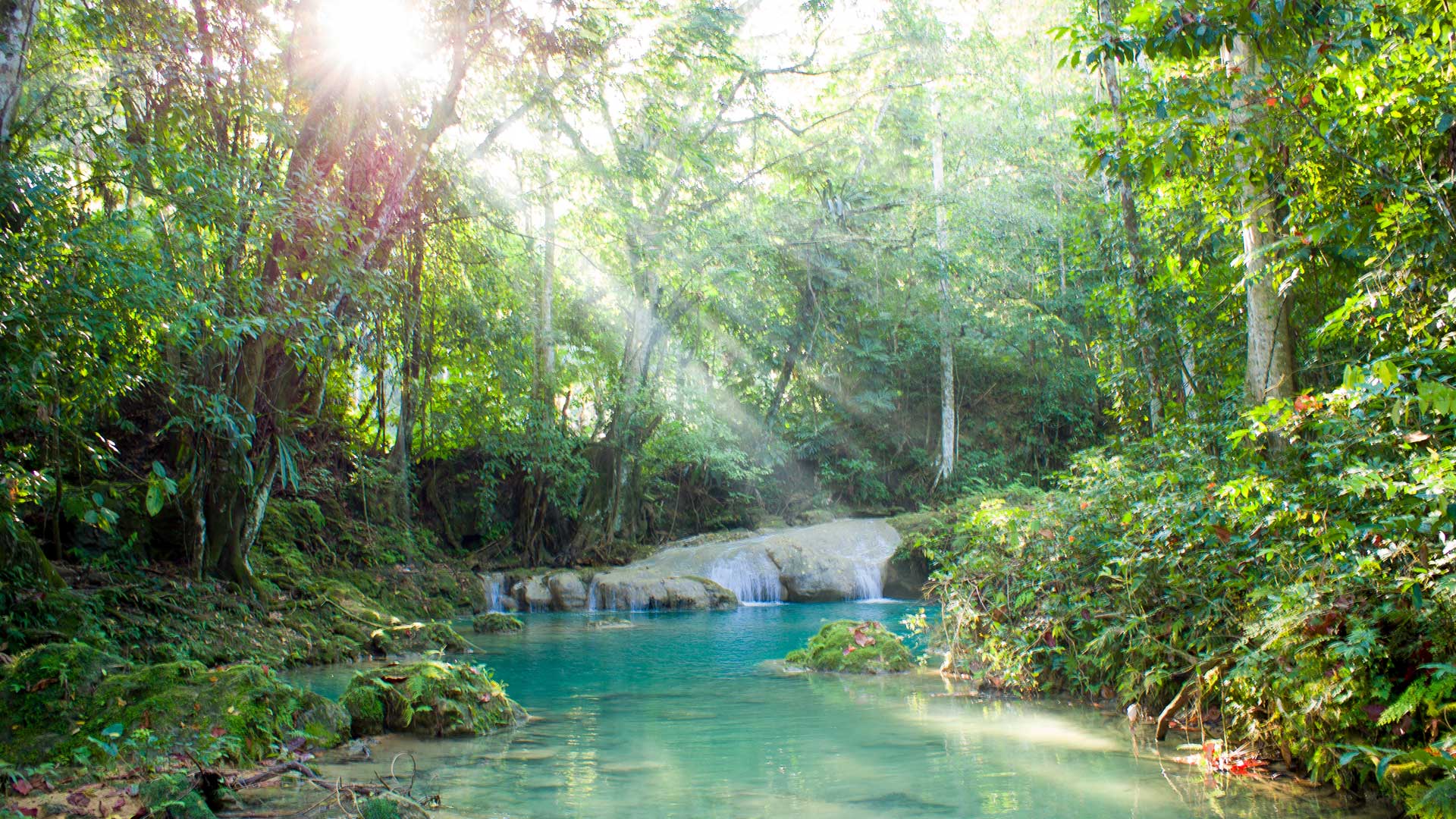 Rainforest in Jamaica